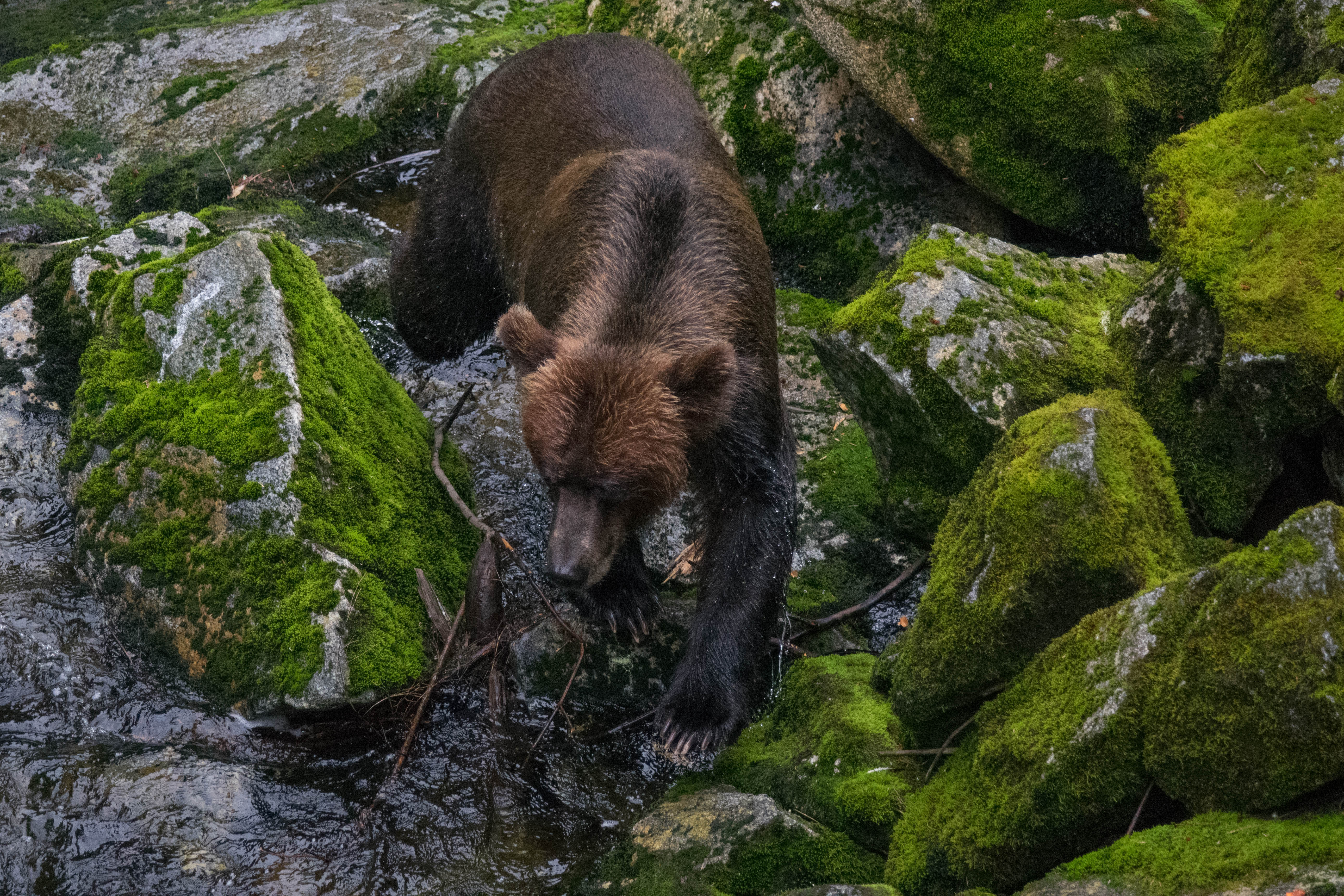 Anan Bear Observatory – MV Miss Miranda