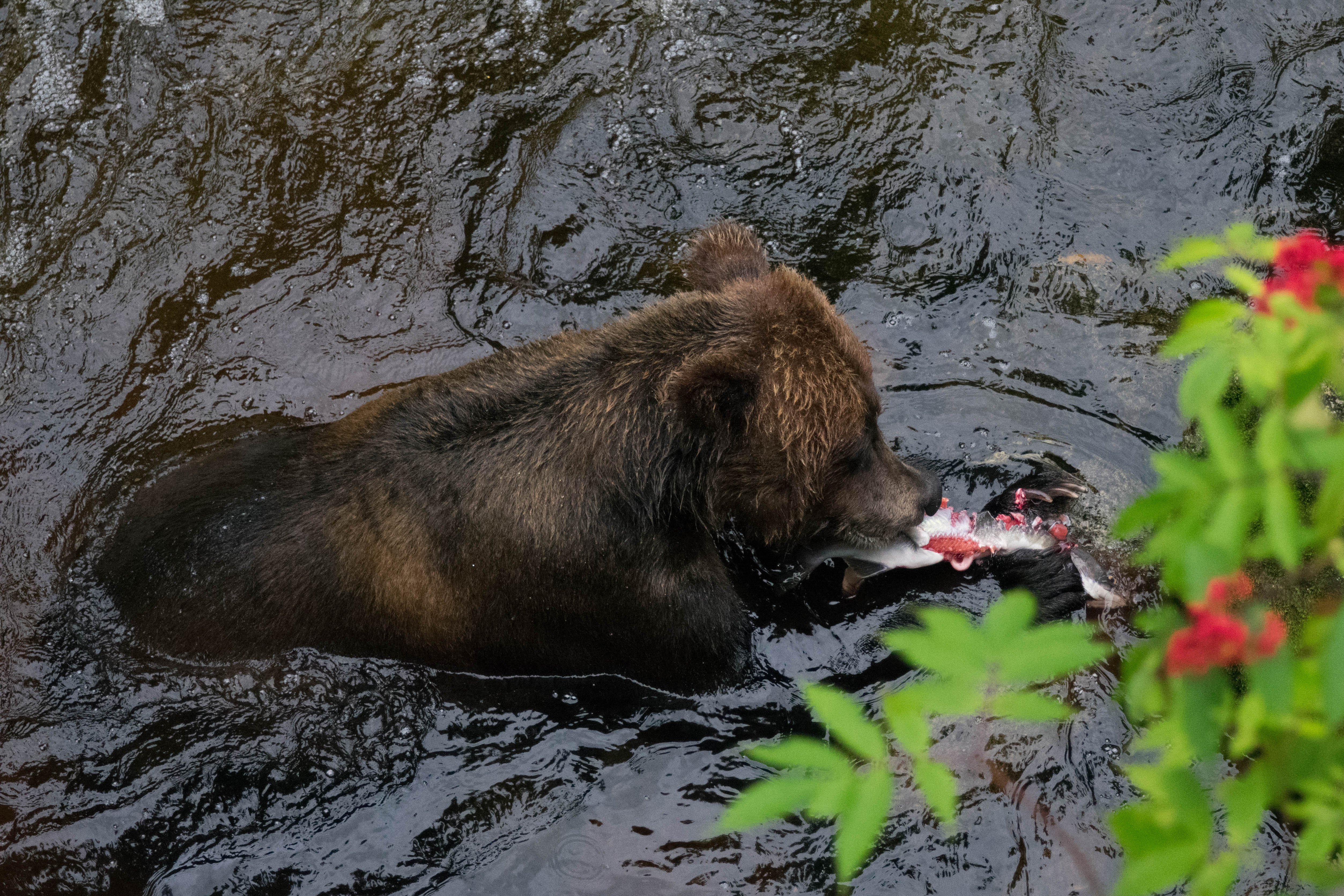 Anan Bear Observatory – MV Miss Miranda